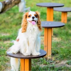 Wie Sie einen perfekten Hundespielplatz für Hunde und ihre Besitzer anlegen - eine praxisnahe Anleitung